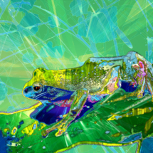 frog_in_01